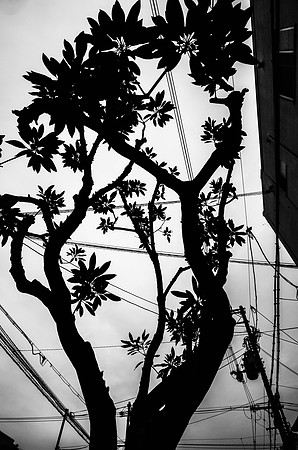 _R016162.jpg